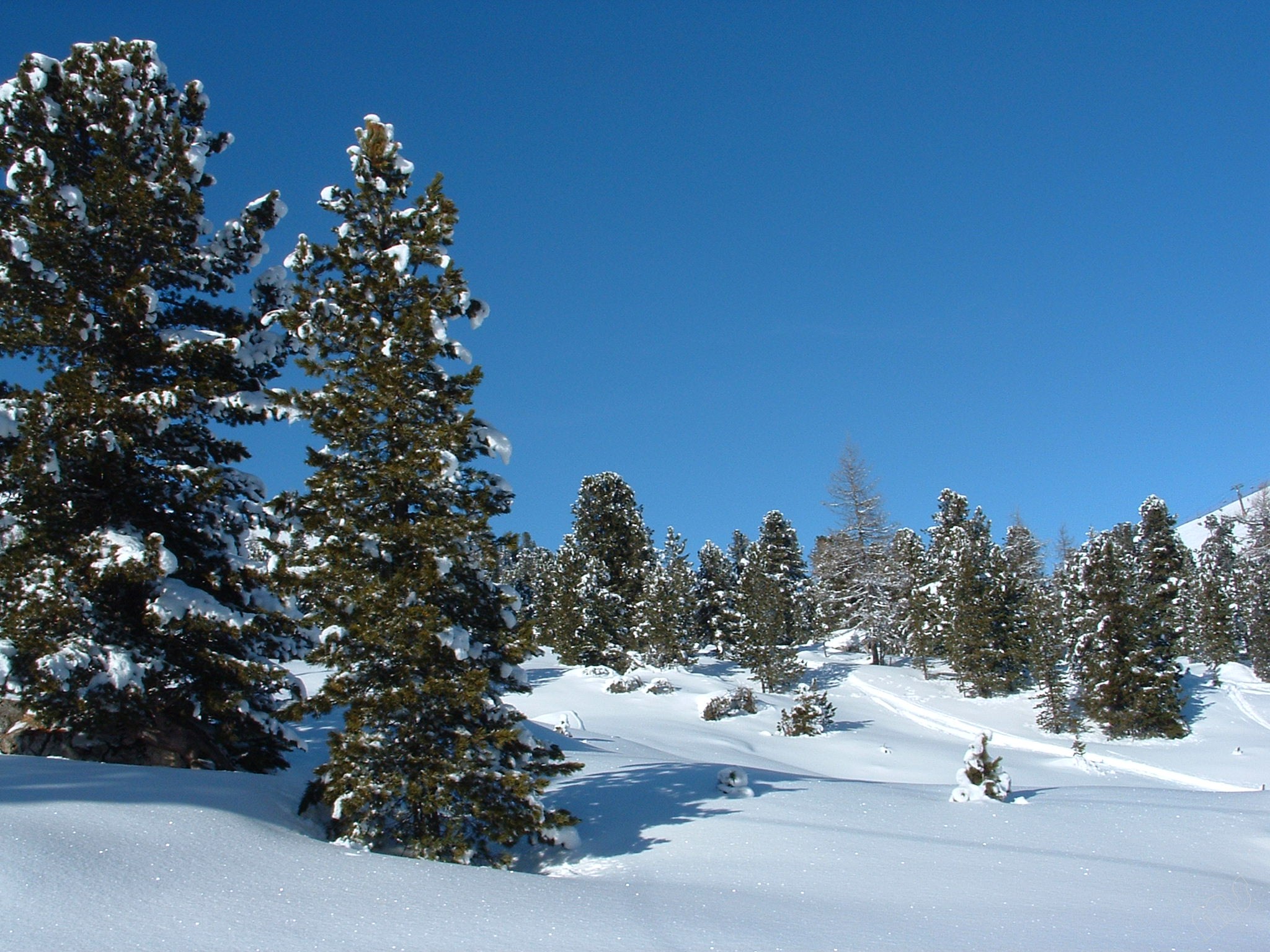Verschneite Bäume in einem Bergpanorama