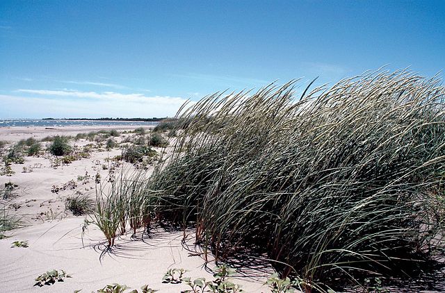 Spiaggia di Porto Caleri, Venetien